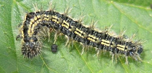 Réf. 259 464 : Aglais urticae